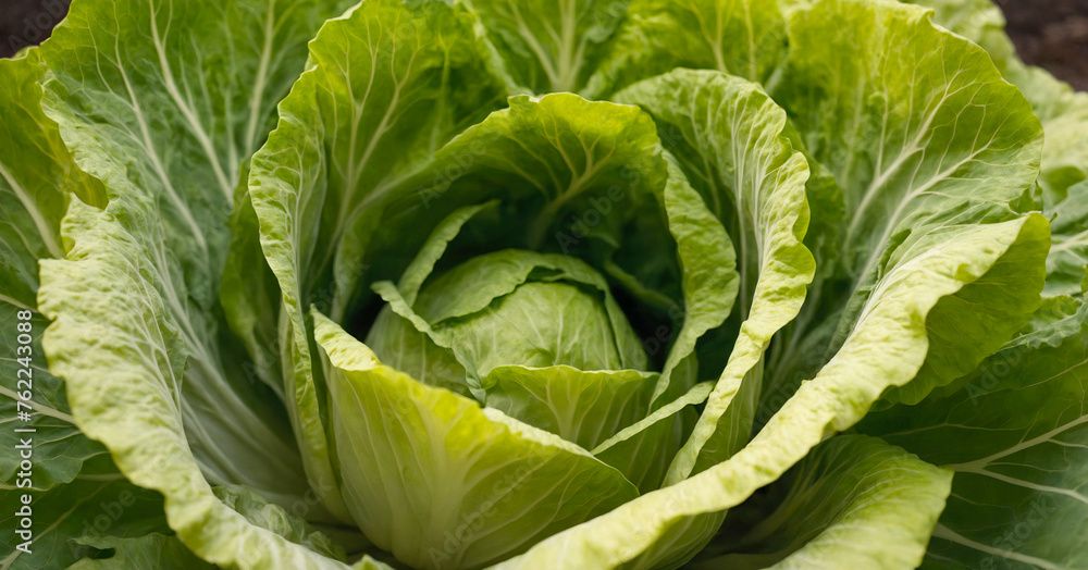 Single head of fresh cabbage, isolated on white background, highlighting its organic and nutritious qualities. Single head of fresh cabbage, isolated on white background, highlighting its organic and nutritious qualities.