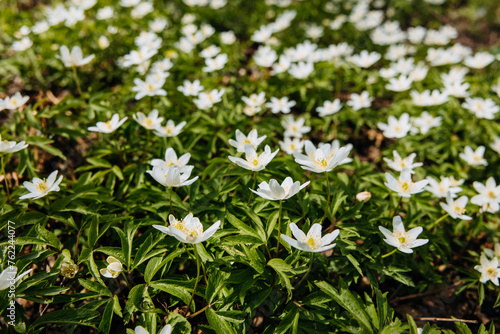 White anemone flowers in spring forest. Spring nature background. Beautiful nature landscape. Glade of anemone nemorosa. © Lyubov