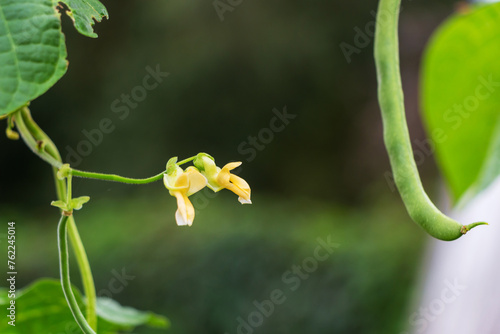 White bean flower blooming outdoors in a vegetable garden in summer