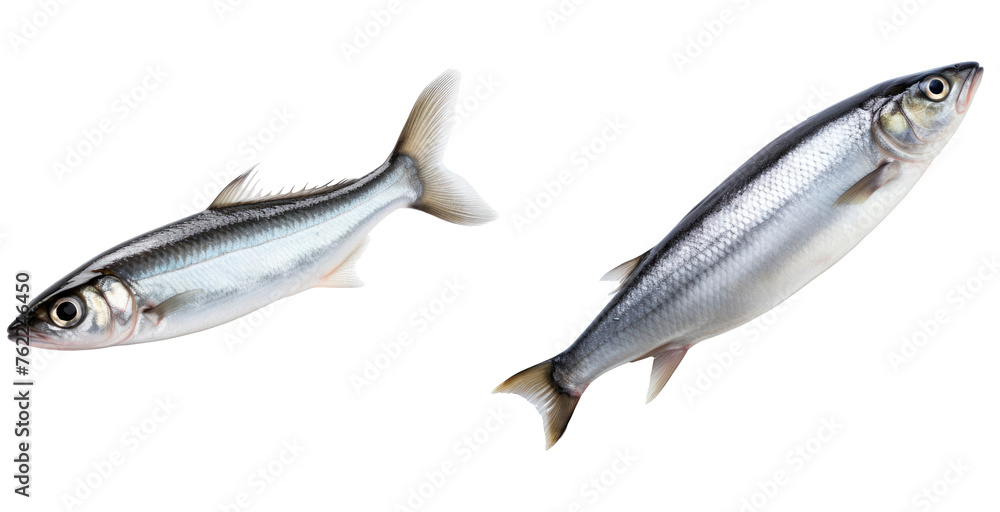 Set of herring isolated on transparent background Set of herring isolated on transparent background