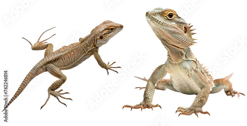 Set of lizard isolated on transparent background