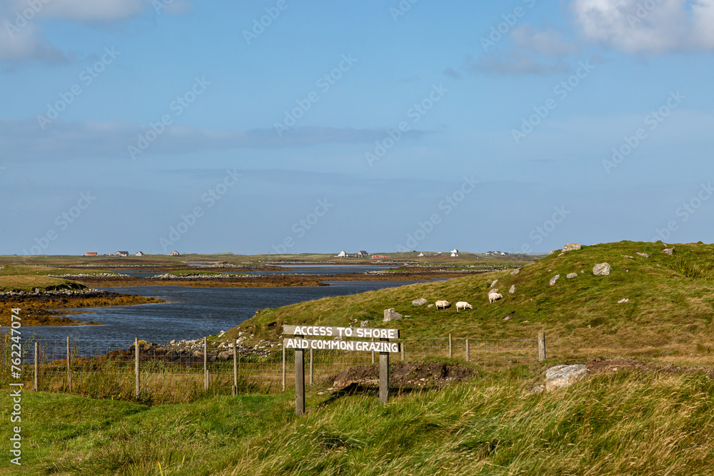 Sheep grazing on the Hebridean Island of North Uist, on a sunny September day
