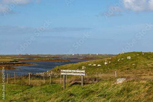 Sheep grazing on the Hebridean Island of North Uist, on a sunny September day © lemanieh
