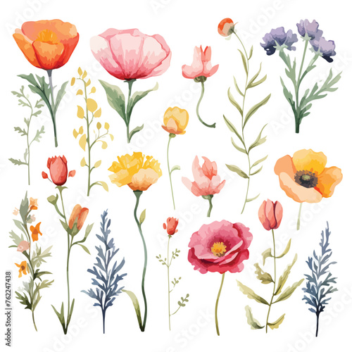 Various Watercolor flower Clipart