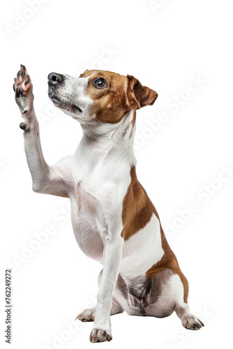 Jack russell terrier with raised paw, isolated on white. Trasparent png © mariof