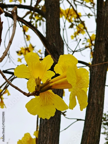 Tabebuia chrysantha/roble amarillo photo