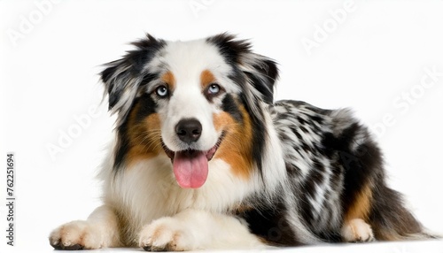 Australian shepherd dog - Canis lupus familiaris - is a breed of herding dog from the United States isolated on white background laying and looking at camera © Chase D’Animulls