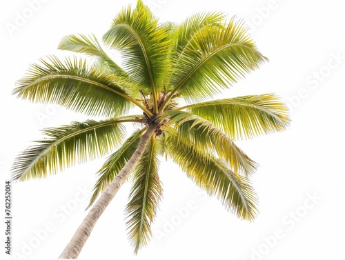 A single palm tree with lush green fronds against a white background, evoking a sense of the tropics and relaxation.