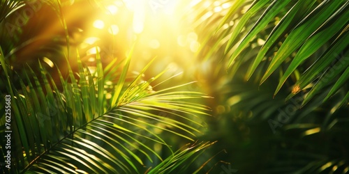 Morning sunlight filtering through dense green palm fronds, creating a vibrant pattern. © tashechka