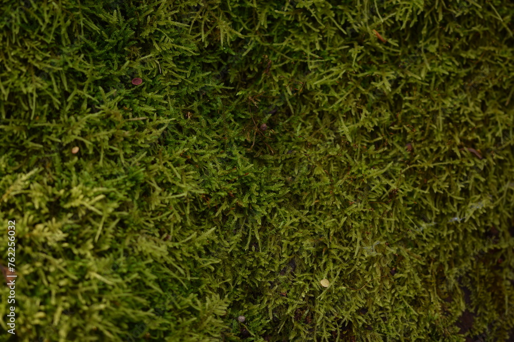 Moss forest background, natural green background, moss texture. Moss forest background, natural green background, moss texture.
