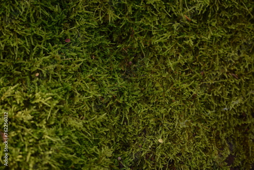 Moss forest background, natural green background, moss texture.