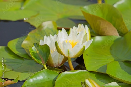 Ymphaea gladstoniana is probably the biggest of all lilies.