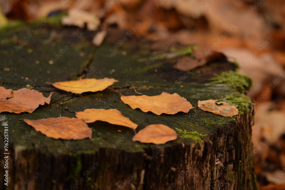Autumn leaves on cut tree trunk in forest, natural autumn forest background, selective focus. Autumn leaves on cut tree trunk in forest, natural autumn forest background, selective focus.