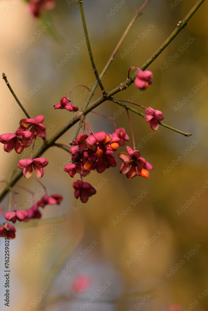 Spindle, European spindle, or common spindle fruits on bokeh background, autumn in forest. Spindle, European spindle, or common spindle fruits on bokeh background, autumn in forest.