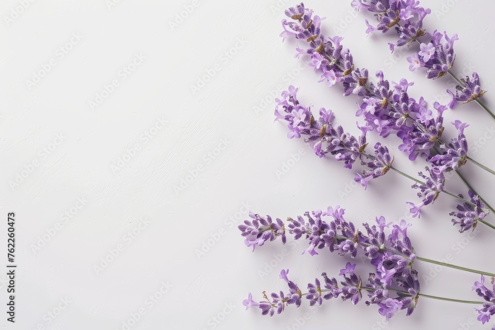 Background with two spikes of blooming lavender on isolated white table. Top view. Horizontal composition.
