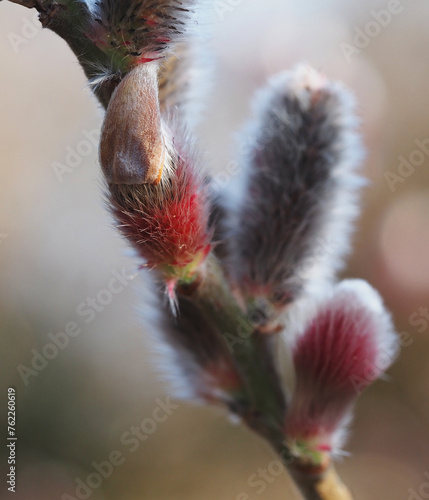 Pussy Willow
