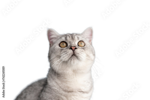 Close up of cute white british cat isolated on white background