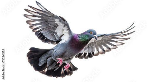 flying pigeon on white background