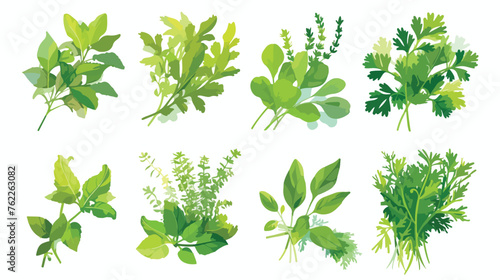 Herbs. Vector illustration isolated on white background