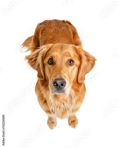 Golden retriever dog, top view, isolated on transparent background 