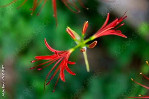 View of the red spider lily in autumn