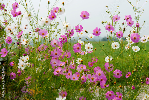 cosmos flowers in the field photo