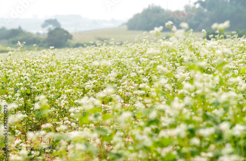 field of buckwheat flowers