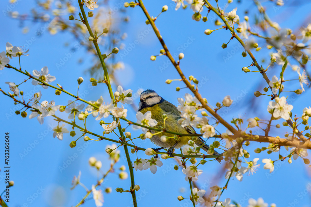 (Cyanistes caeruleus) among the branches of a tree in spring. (Cyanistes caeruleus) among the branches of a tree in spring.