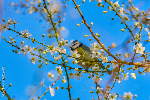 (Cyanistes caeruleus) among the branches of a tree in spring.