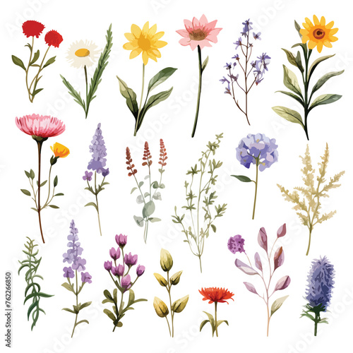 Wildflowers Clipart isolated on white background