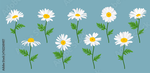 Daisy flower background.Eps 10 vector.