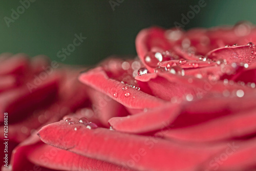 Drops of water on opened scarlet rose