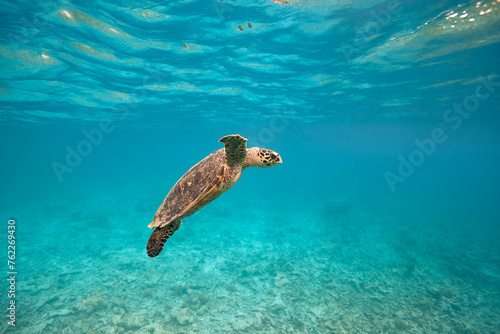 Hawksbill turtle swimming in blue lagoon © zimagine