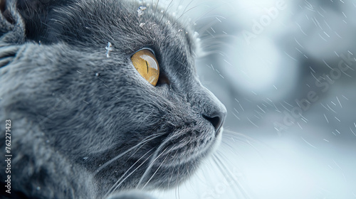 ice blue cat in snow blurred photo background, cute fur cat in snow  photo