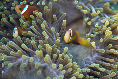 Clownfish Ocellaris symbiotic mutualism with anemone sea
