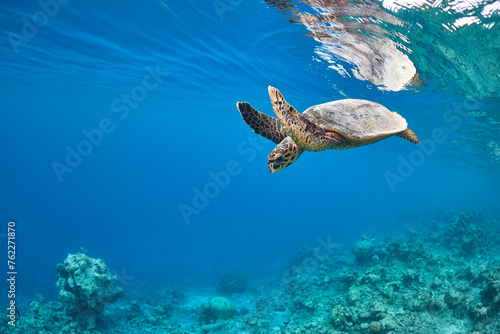 Hawksbill turtle swimming in blue lagoon