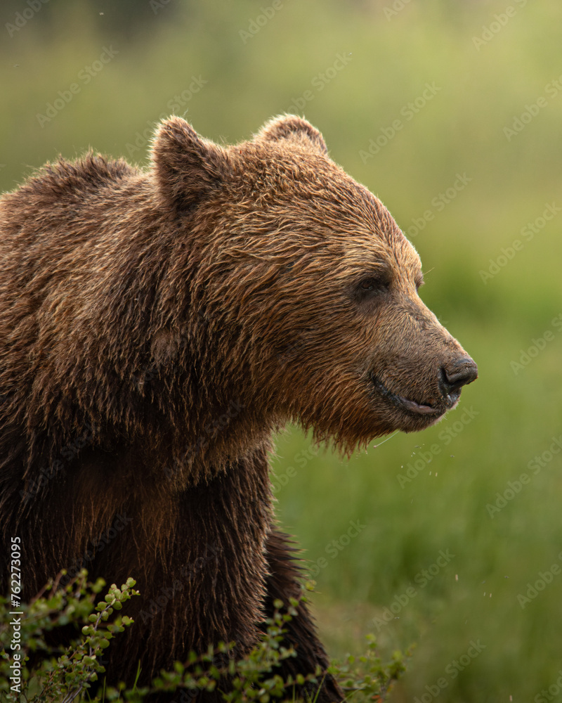 Obraz premium Ours brun dans un champs