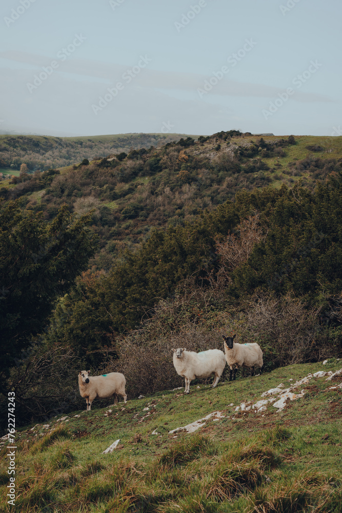 Obraz premium Sheep standing in Mendip Hills, Somerset, UK.
