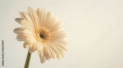 A soft-hued gerbera daisy with delicate petals against a white backdrop