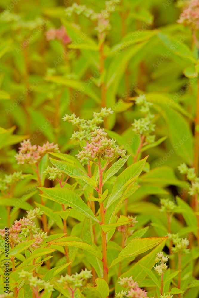 Closeup of penthorum sedoides, known by the common name ditch stonecrop, is a perennial forb native to the eastern United States and Canada which produces small white flowers. Closeup of penthorum sedoides, known by the common name ditch stonecrop, is a perennial forb native to the eastern United States and Canada which produces small white flowers.