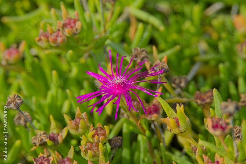 Closeup of delosperma cooperi, the trailing Iceplant, hardy iceplant or pink carpet, is a dwarf perennial plant native to South Africa. Closeup of delosperma cooperi, the trailing Iceplant, hardy iceplant or pink carpet, is a dwarf perennial plant native to South Africa.
