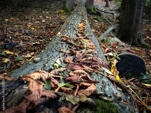 Autumnn leaves on a fallen tree photo
