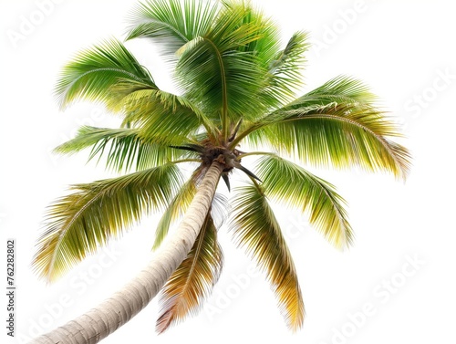 Lush palm tree with green and yellow fronds reaching out against a clean white backdrop.