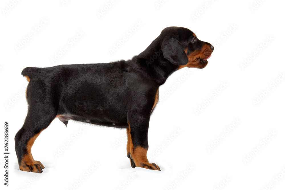 Fototapeta premium Doberman puppy in profile isolated on white.