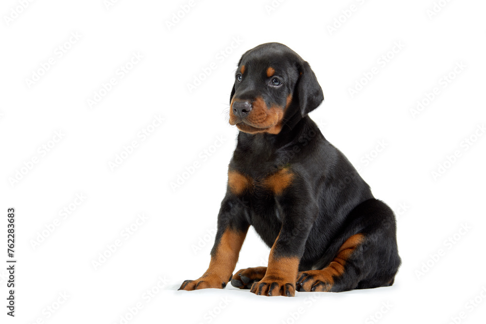 Portrait of little doberman puppy isolated on white.