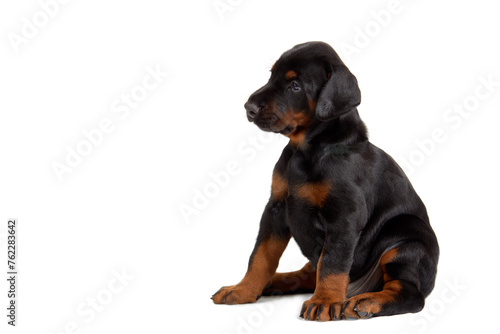 Portrait of little doberman doggy.