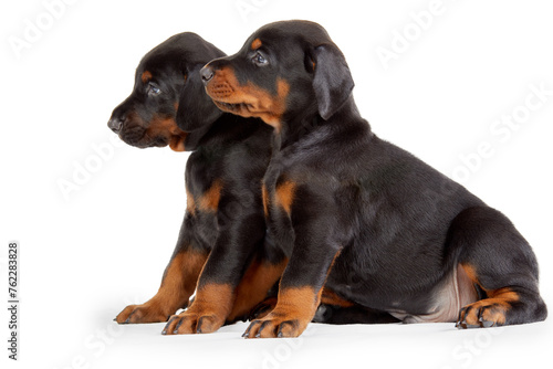 Portrait of two sitting doberman puppies isolated on white.