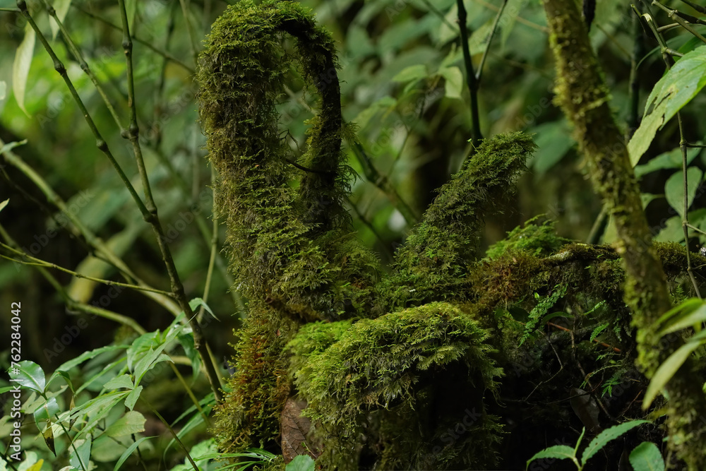 Fototapeta premium moss on the tree in the rainforest