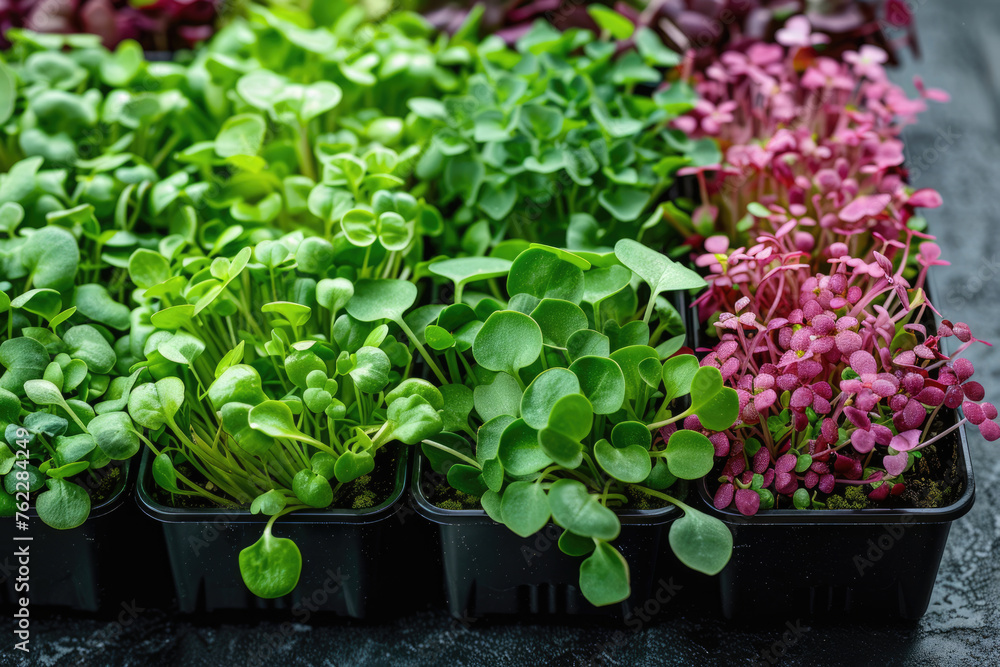 microgreen vegetable green organic plant microgreen vegetable green organic plant