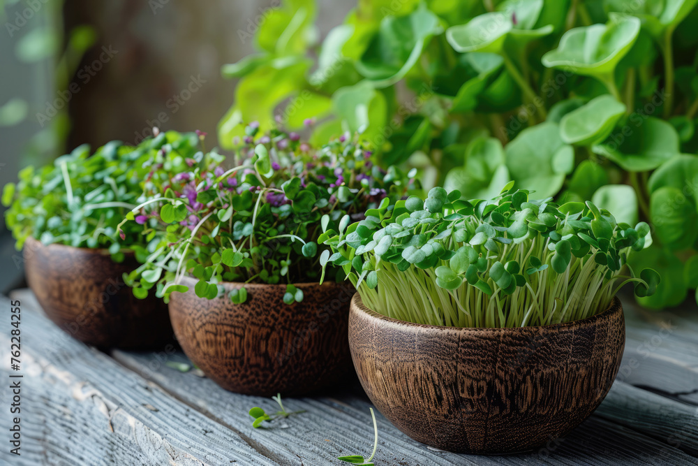 Microgreens growing in the ground, home growing, organic food Microgreens growing in the ground, home growing, organic food